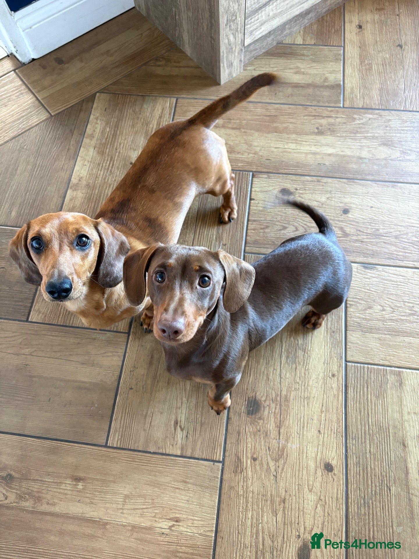 Miniature Dachshund dogs X6 beautiful miniature dachshunds for sale - Advert 2