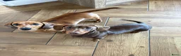 Miniature Dachshund dogs for sale: X6 beautiful miniature dachshunds for sale - Advert 1