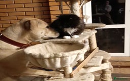 Maine Coon cats for sale: Maine-Coon kittens  - Image 7