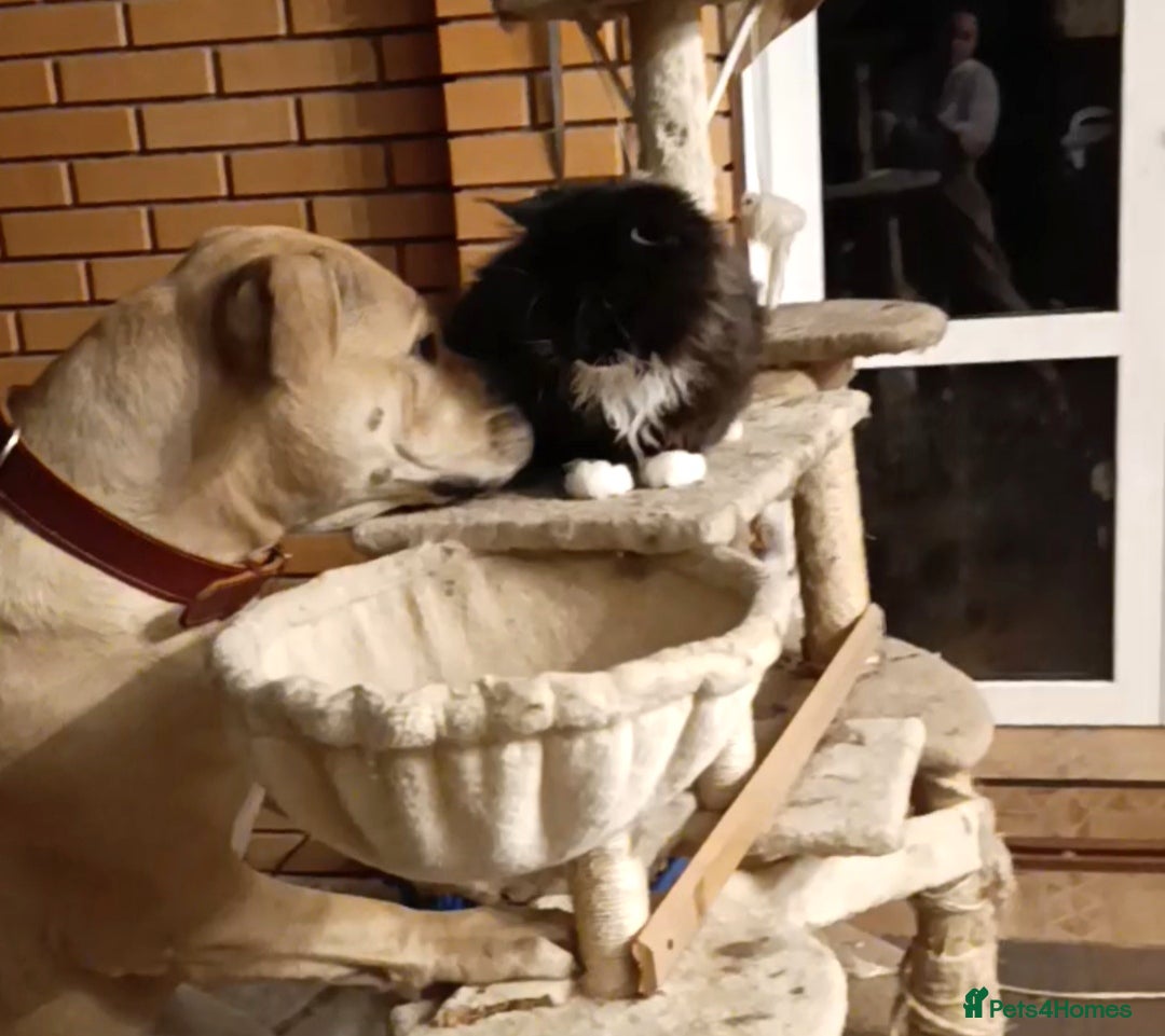 Maine Coon cats for sale: Maine-Coon kittens  - Image 7