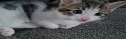 Mixed Breed cats for sale: Kittens - Advert 13