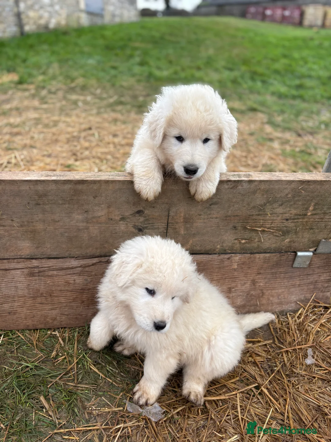 Maremma Sheepdog dogs for sale: Maremma sheepdog puppies - Advert 9