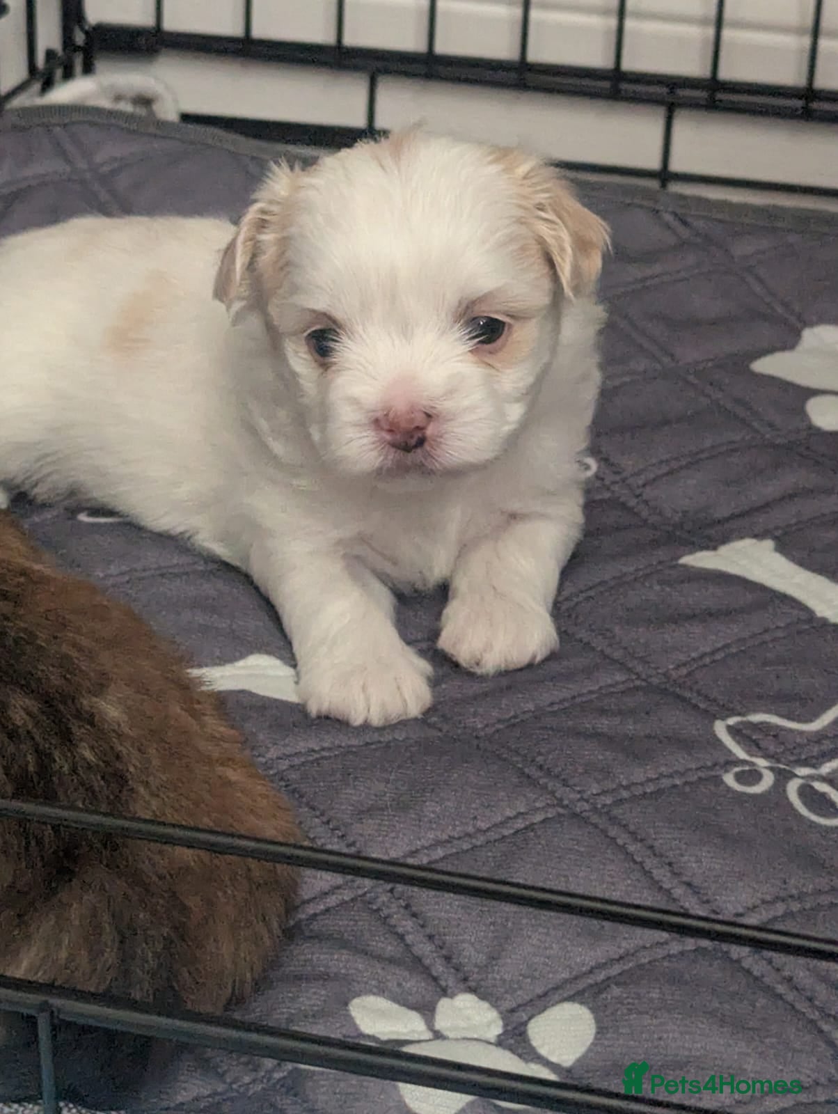 Malshi dogs for sale: 2 Malshi girls for sale to loving homes in Stockton-on-Tees - Advert 7