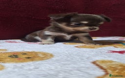 Chihuahua dogs for sale: Stunning Chihuahua Puppies  - Advert 9