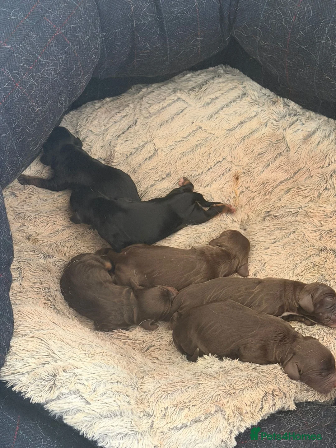 Sprocker dogs for sale: Amazing sprocker puppies  - Advert 2