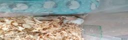 Rat rodents for sale: Baby hooded rats - Advert 6