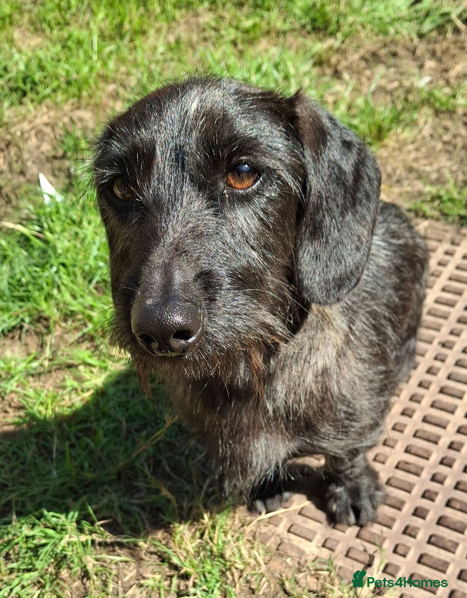 Jackshund dogs 2 yr old Wire haird Dachshund x - Advert 3