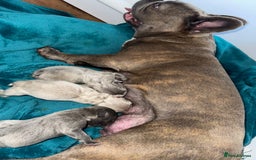 French Bulldog dogs for sale: BLUE GIRL 💗 and BOY 💙 frenchies available  - Image 10