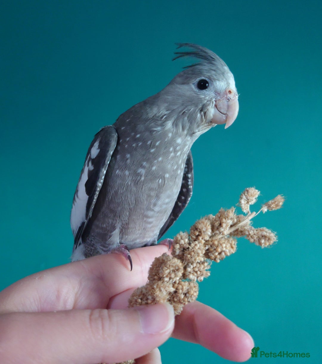 Cockatiels birds for sale: Hand reared semi tame DNA sexed baby cockatiel  in Worthing - Image 17