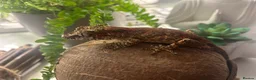 Mixed Breed reptiles for sale: various geckos! - Advert 4