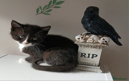 British Longhair cats for sale: 5 kitten - Image 6