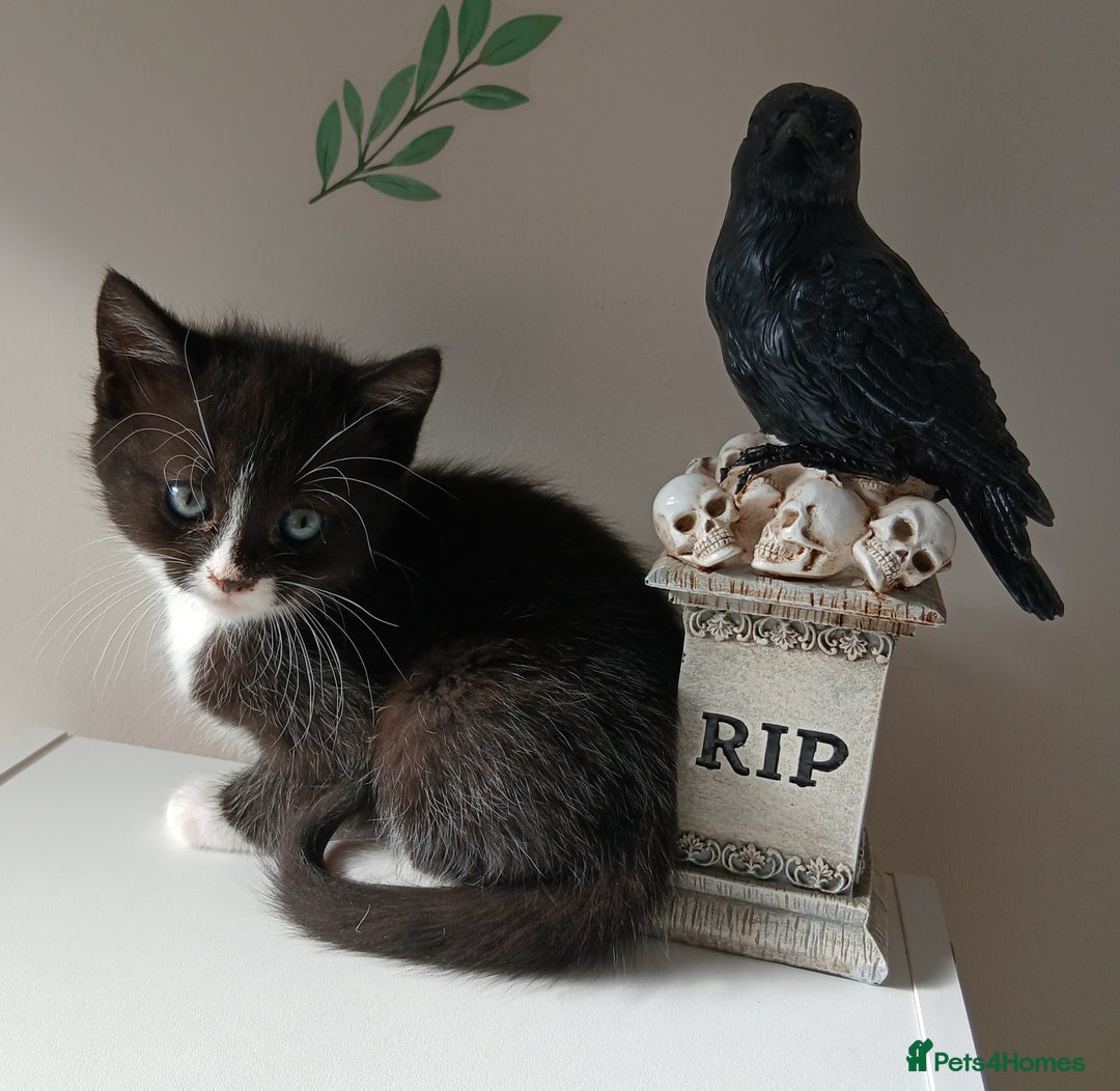 British Longhair cats for sale: 5 kitten - Image 6