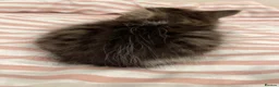 British Longhair cats for sale: beautiful fluffy girl (disabled) needs loving home in London - Advert 3