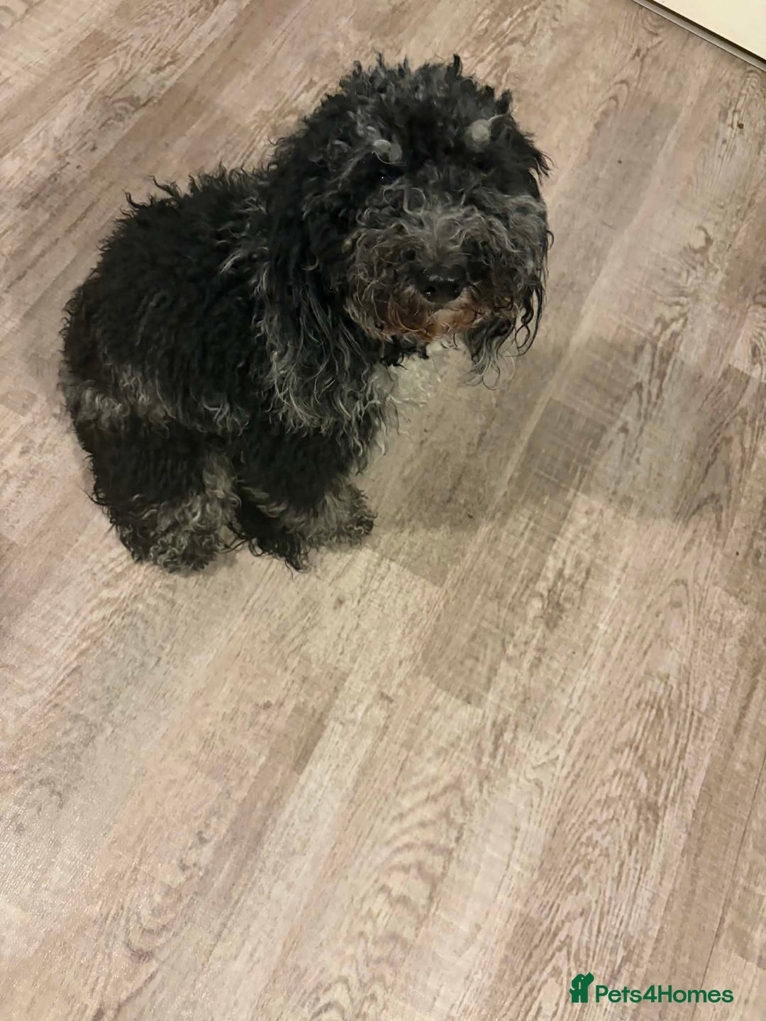 Cockapoo dogs for sale: Stunning merle cockapoo female - Advert 2