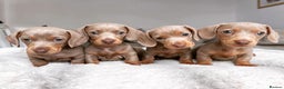 Miniature Dachshund dogs for stud: ISABELLA AND TAN DAPPLE DACHSHUND  in Sunderland - Advert 11