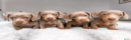Miniature Dachshund dogs for stud: ISABELLA AND TAN DAPPLE DACHSHUND  in Sunderland - Advert 11