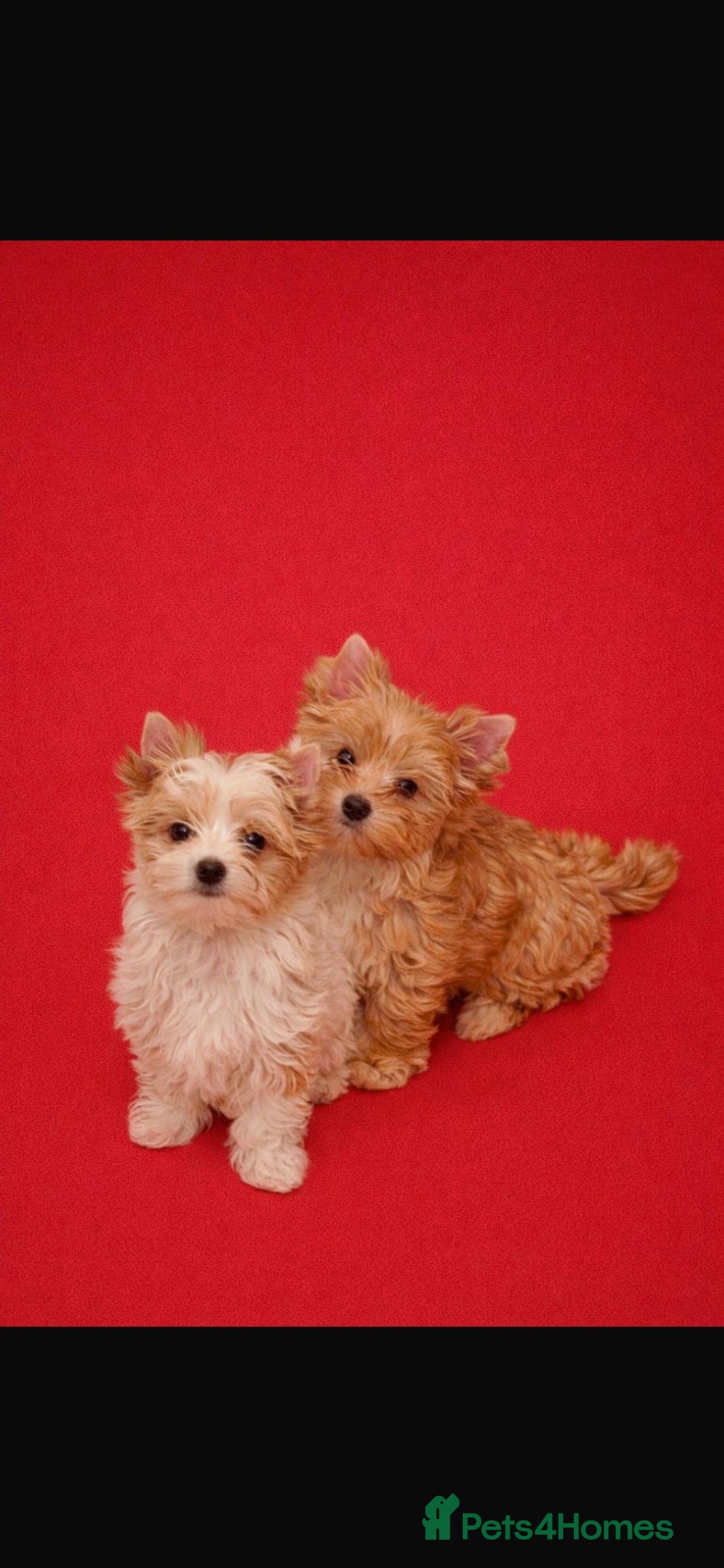 Yorkshire Terrier dogs Yorkshire terrier mini - Advert 10