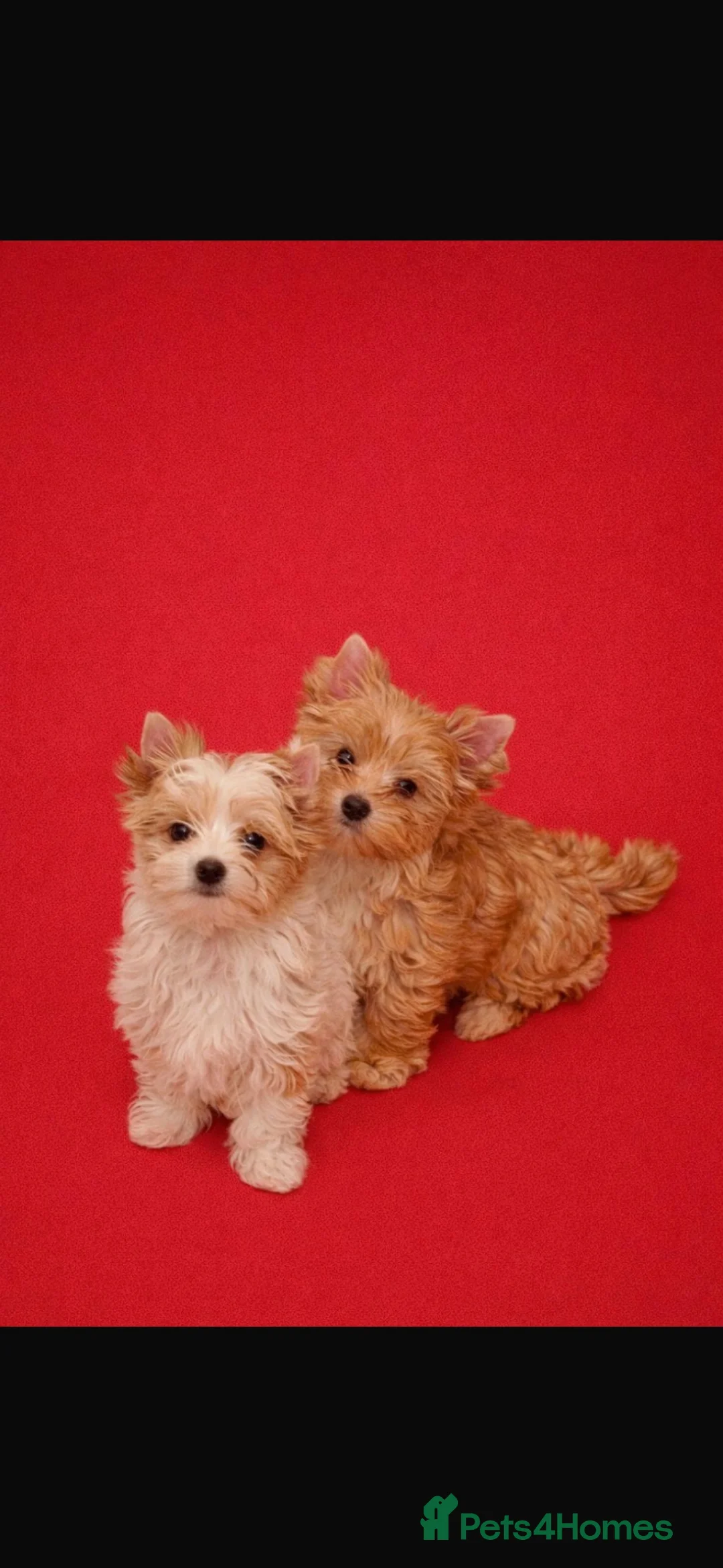 Yorkshire Terrier dogs for sale: Yorkshire terrier mini in Sunderland - Advert 1