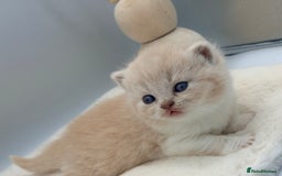 British Shorthair cats for sale: PEDIGREE REGISTERED CHUNKY BRITISH SHORTHAIRS  - Image 13