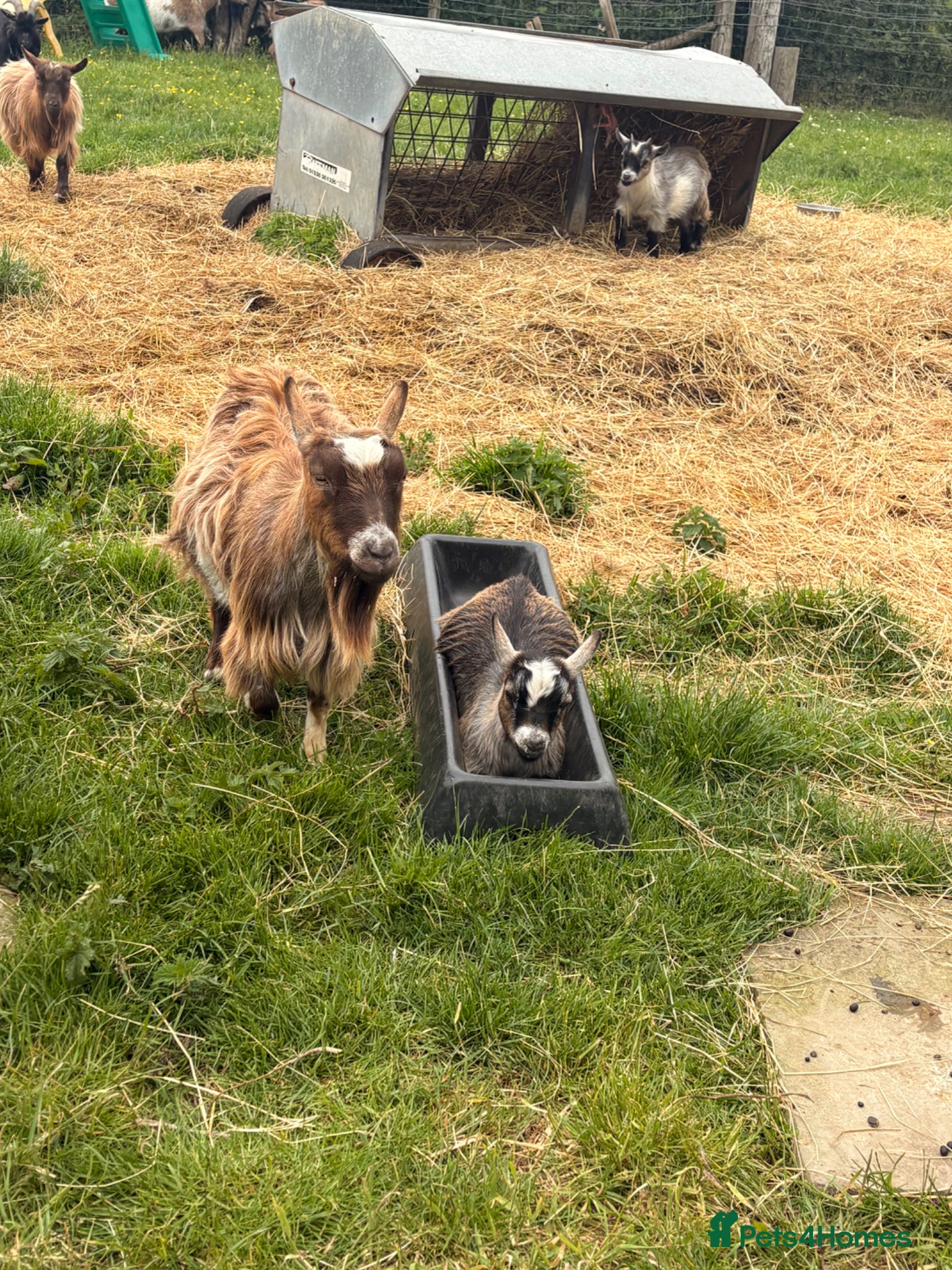 Goats livestock Pygmy goats  - Advert 2