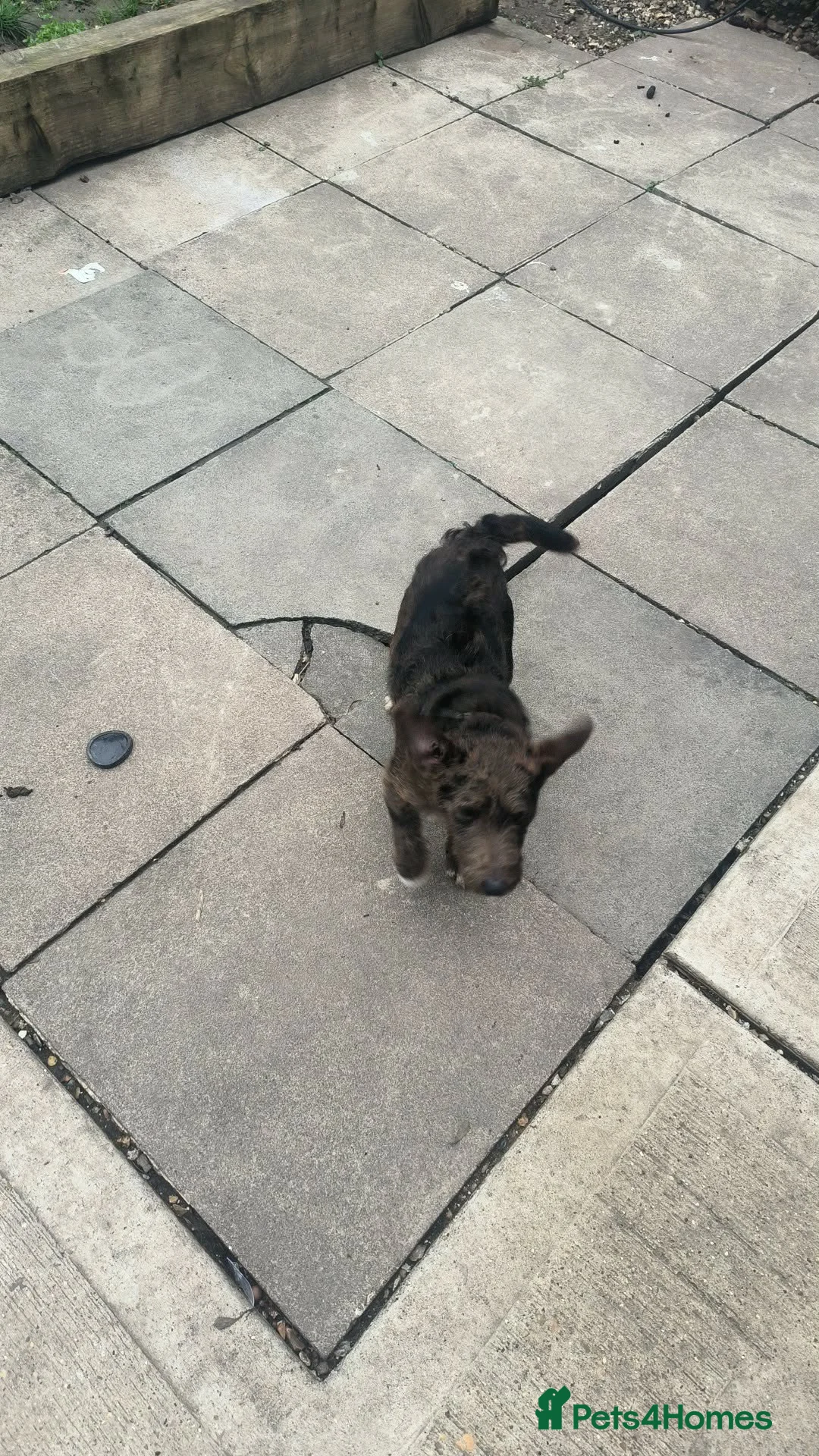 Jack Russell dogs for sale: 8 month jack Russell Male in Wisbech - Advert 2