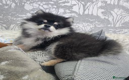 Pomsky dogs for sale: Pomsky puppies very small toy size F3  - Image 10