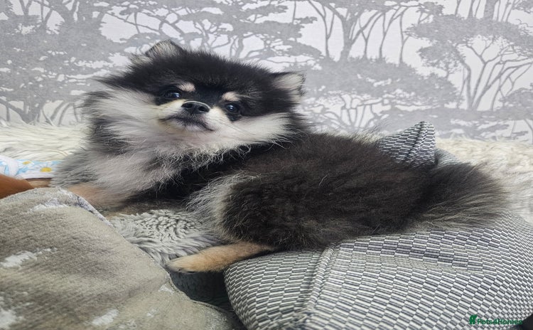 Pomsky dogs - Advert 1