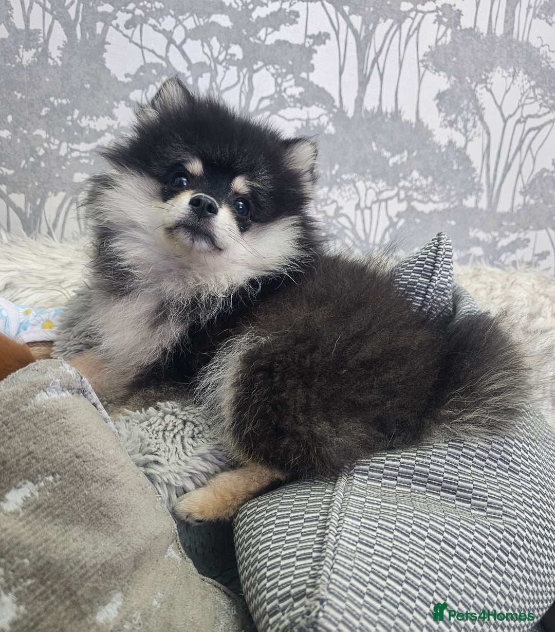 Pomsky dogs for sale: Pomsky puppies very small toy size F3  - Image 10