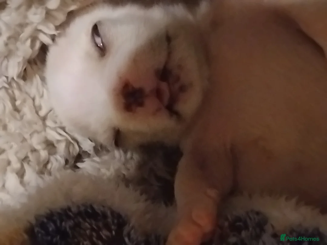 French Bulldog dogs for sale: Beautiful boys - Advert 1