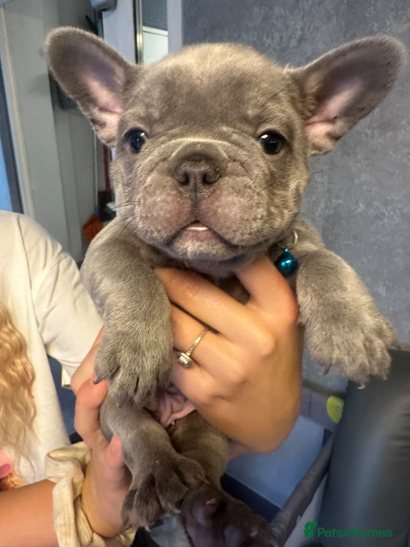 French Bulldog dogs FRENCH BULLDOGS  - Advert 1