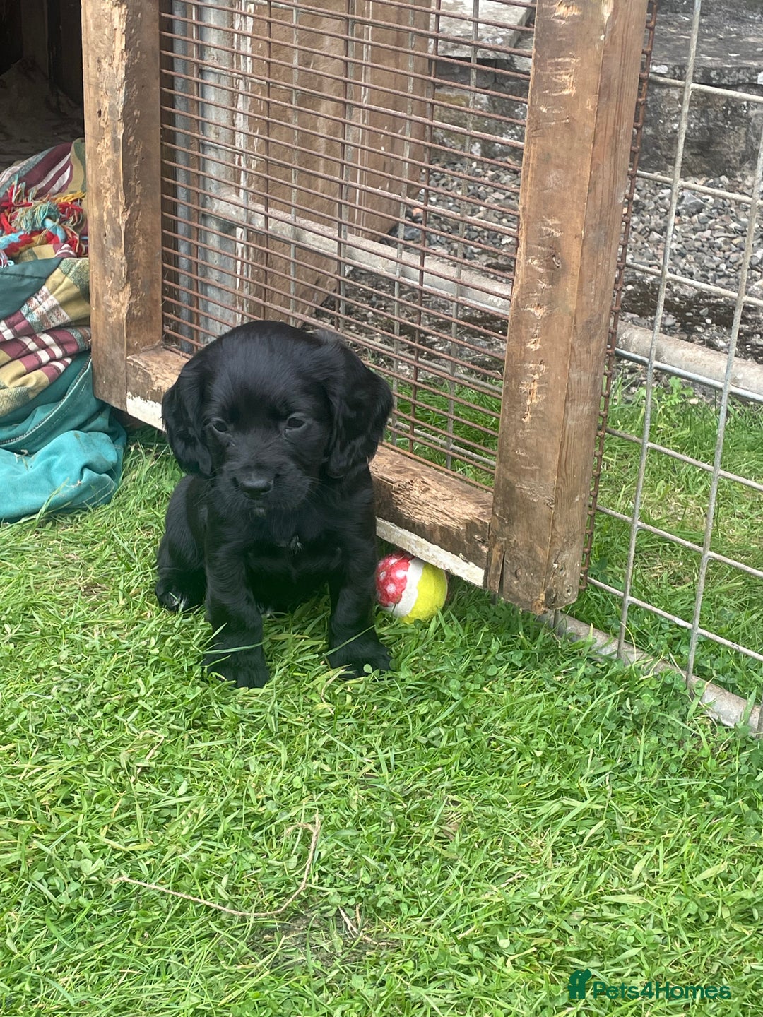 Cocker Spaniel dogs for sale: Kc cocker spaniel pups - Image 3