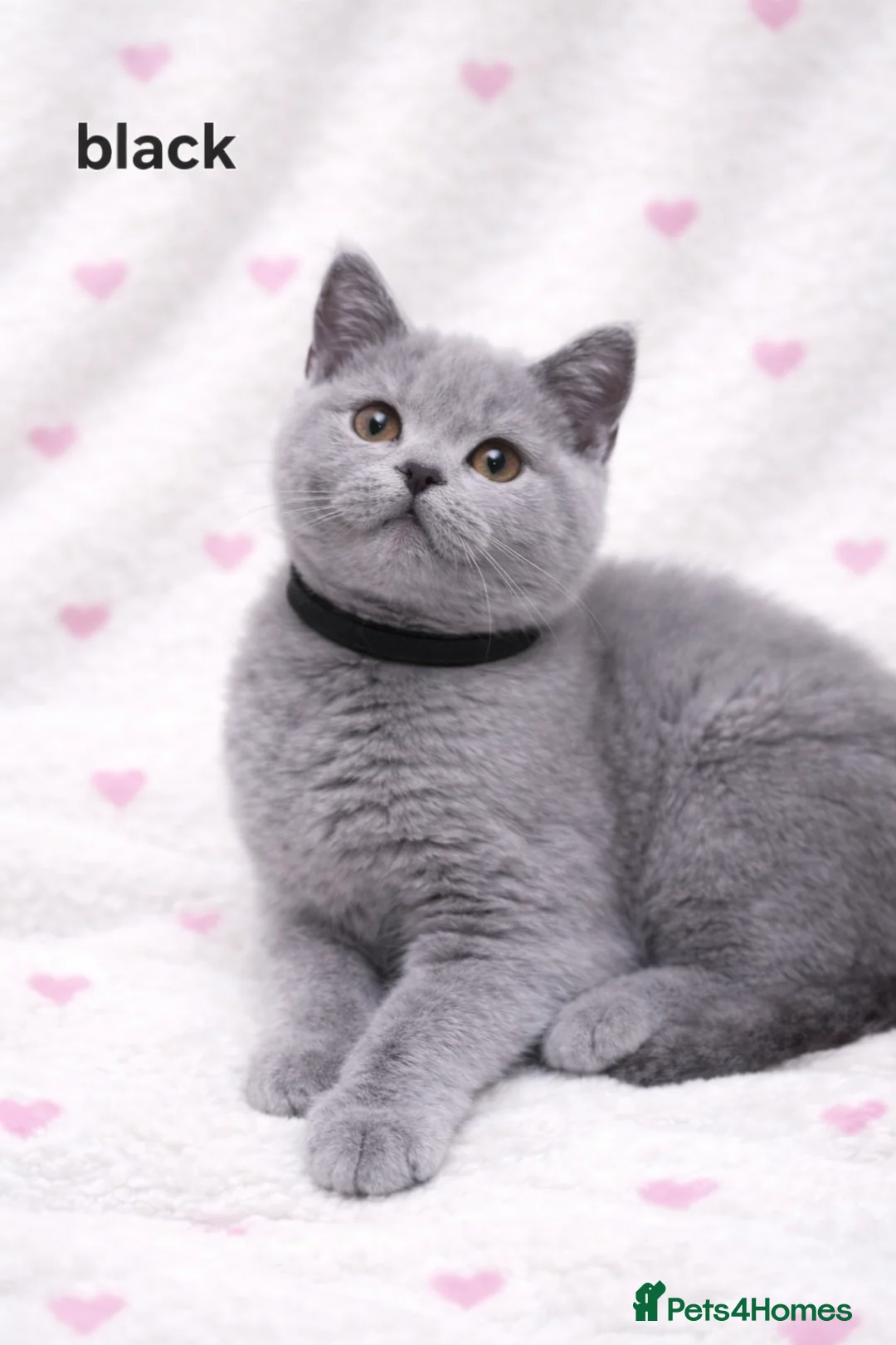 British Shorthair cats for sale: British Shorthair Kittens  – GCCF Active Parents - Advert 7