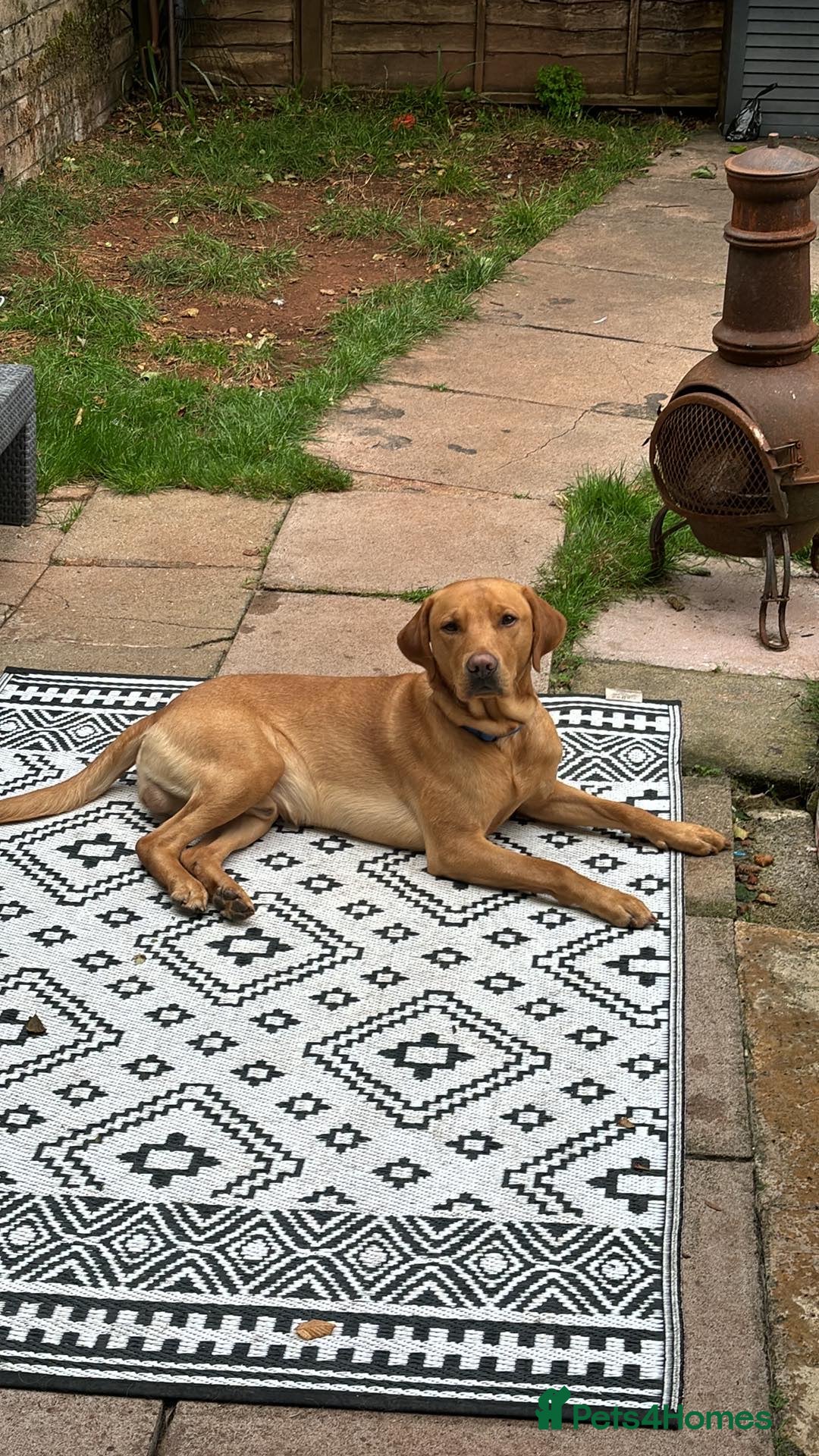 Labrador Retriever dogs for stud: Fox red lab for stud - proven - Advert 8