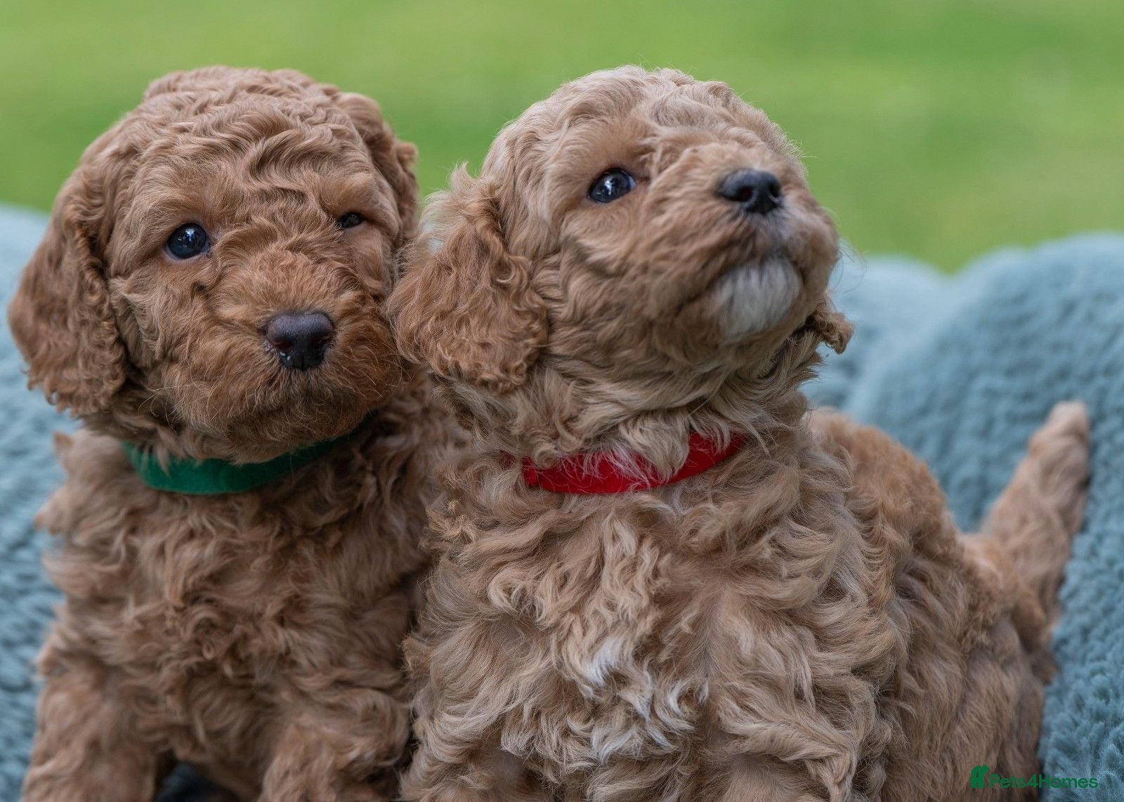 Australian Labradoodle dogs Australian Labradoodle puppies - Advert 2