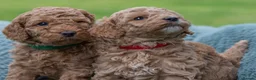 Australian Labradoodle dogs for sale: Australian Labradoodle puppies - Advert 11
