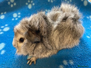 Guinea Pig rodents - Advert 25