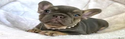 French Bulldog dogs for sale: 2 LEFT!! TOP QUALITY FRENCH BULLDOG PUPPIES - Advert 9
