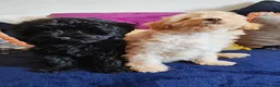 Schnoodle dogs for sale: Stunning Schnoodles - Advert 3
