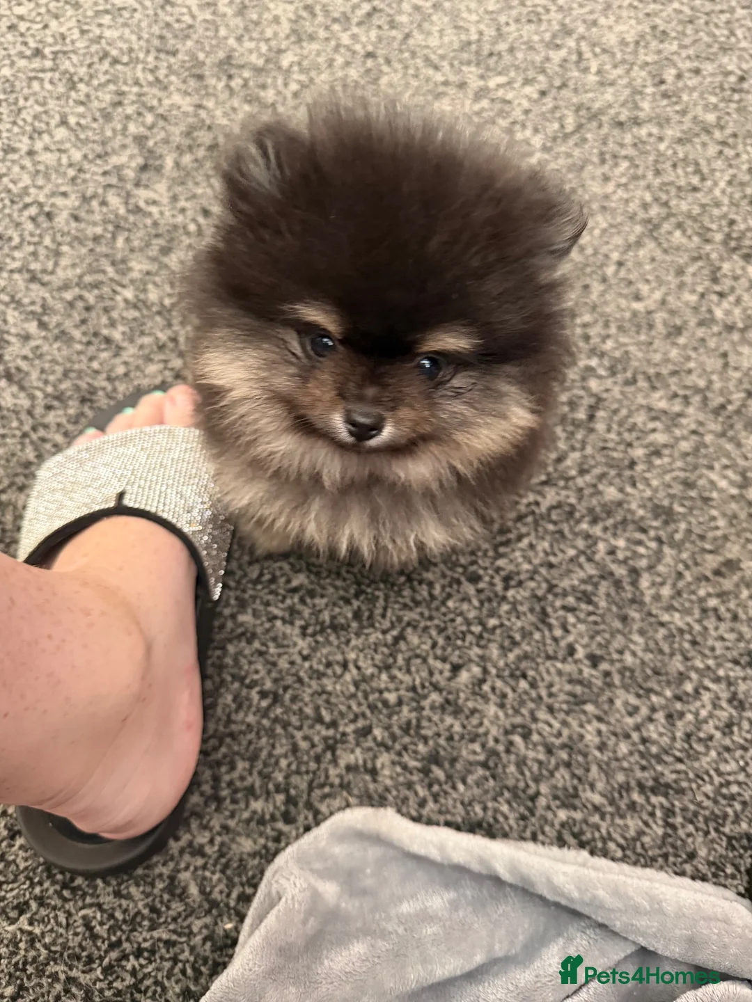 Pomeranian dogs for sale: KC registered & pedigree Pomeranian puppy in Havant - Advert 28