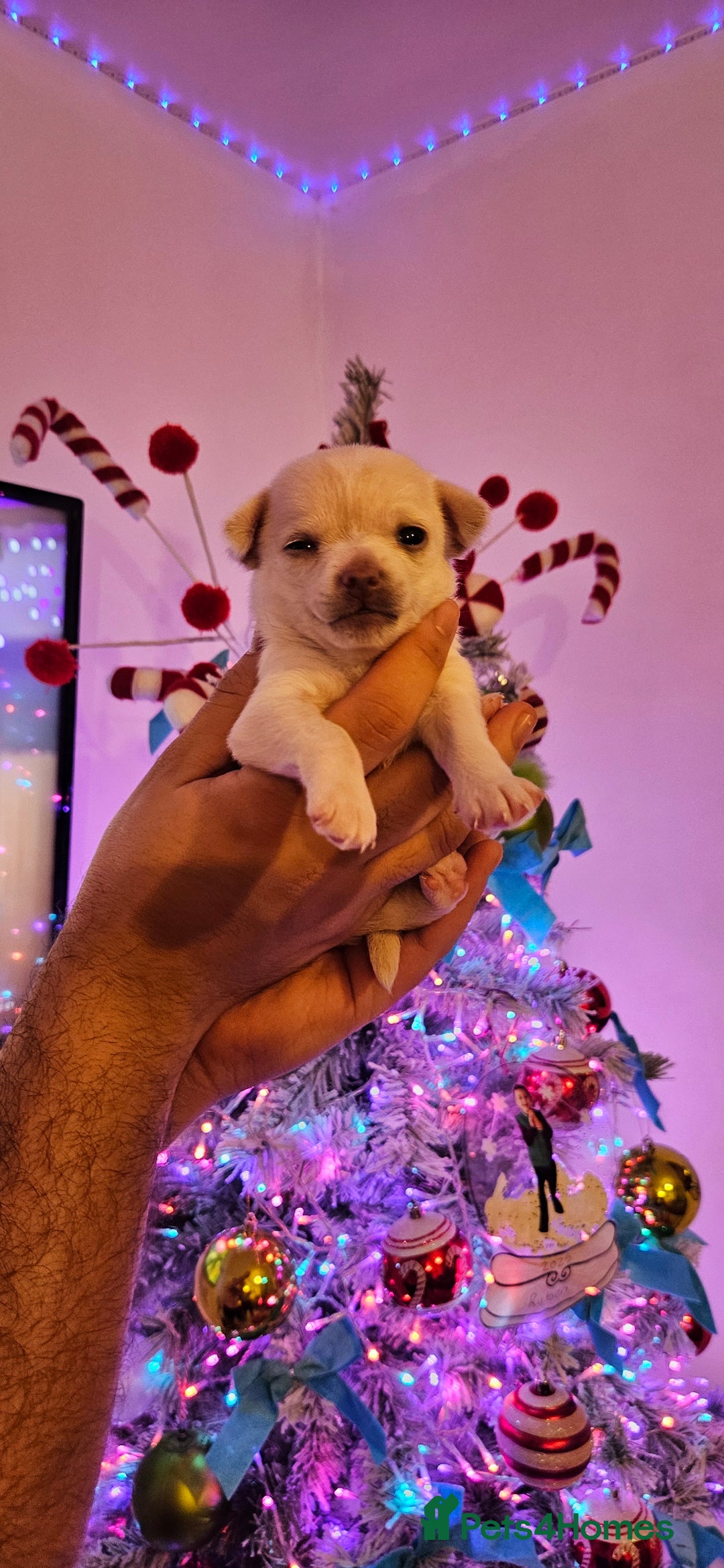 Chihuahua dogs for sale: Chihuahua puppies  - Advert 3