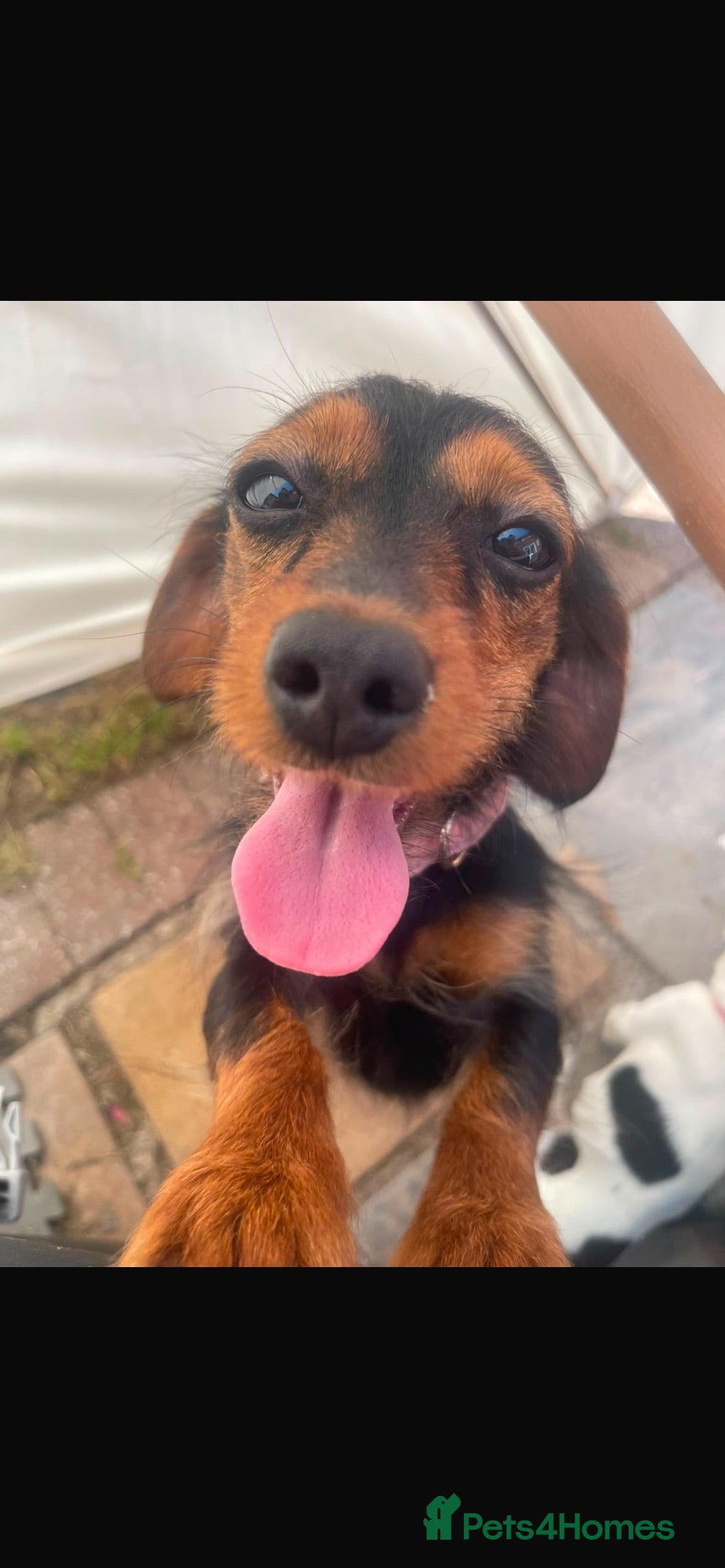 Mixed Breed dogs Rehoming Susan the Dachshund/ Yorkie - Advert 2