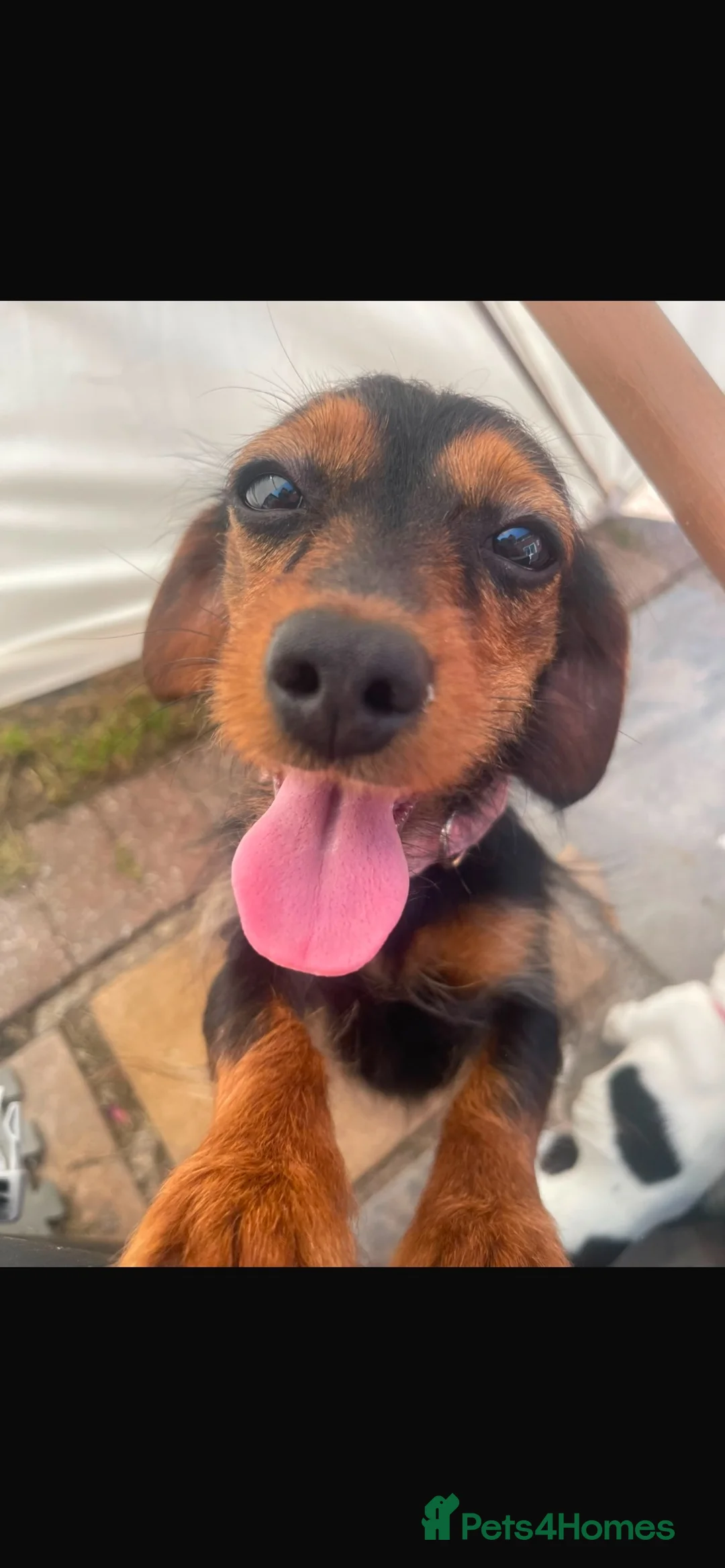 Mixed Breed dogs for sale: Rehoming Susan the Dachshund/ Yorkie in Derby - Advert 1