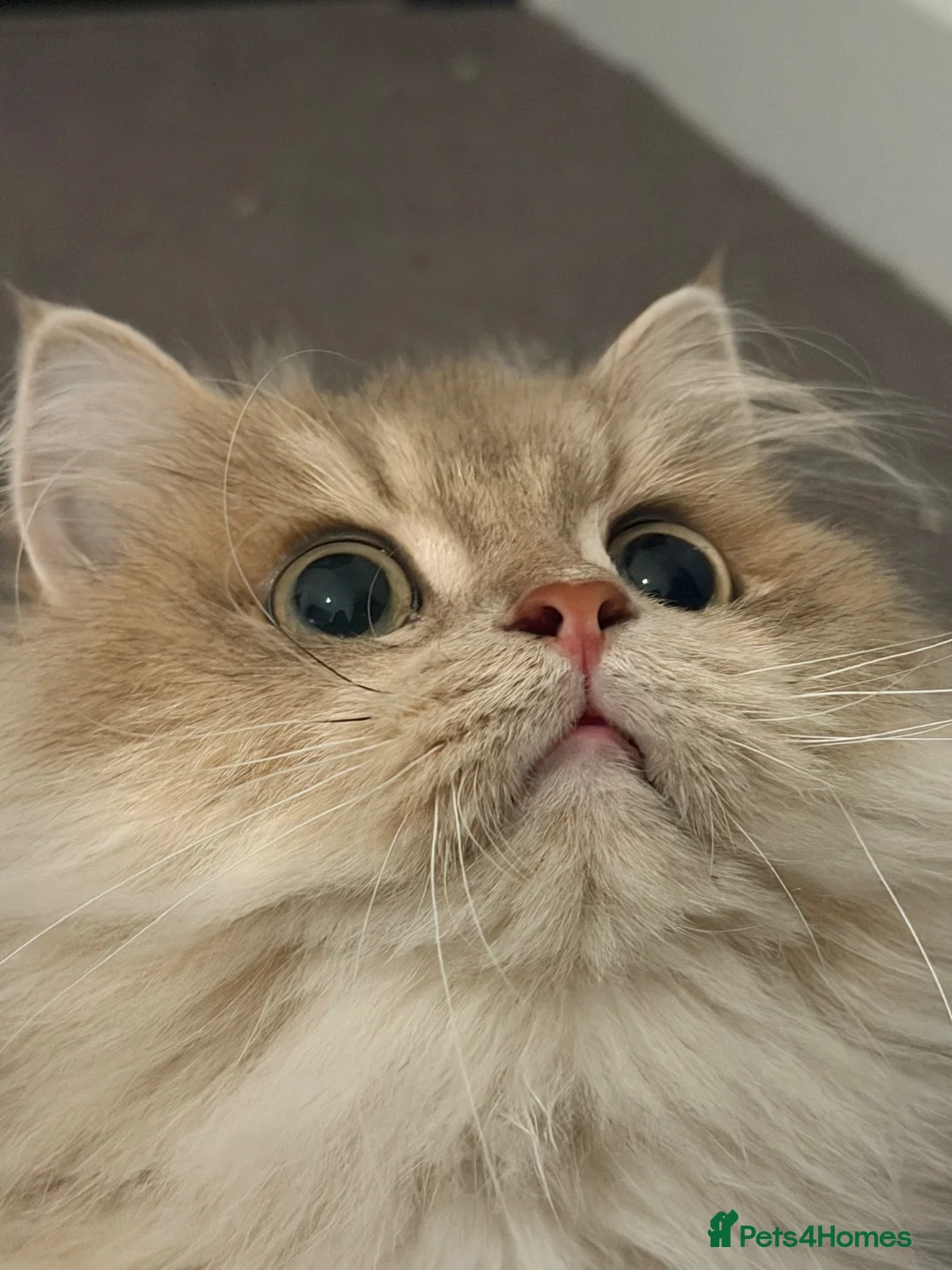 British Longhair cats for sale: Beautiful Golden British Shorthair Boy – Neutered in London - Advert 4