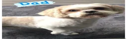 Mixed Breed dogs for sale: Shih Tzu x Maltese puppies  - Advert 14