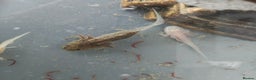 Axolotl reptiles for sale: 3 month old axolotls - Advert 11