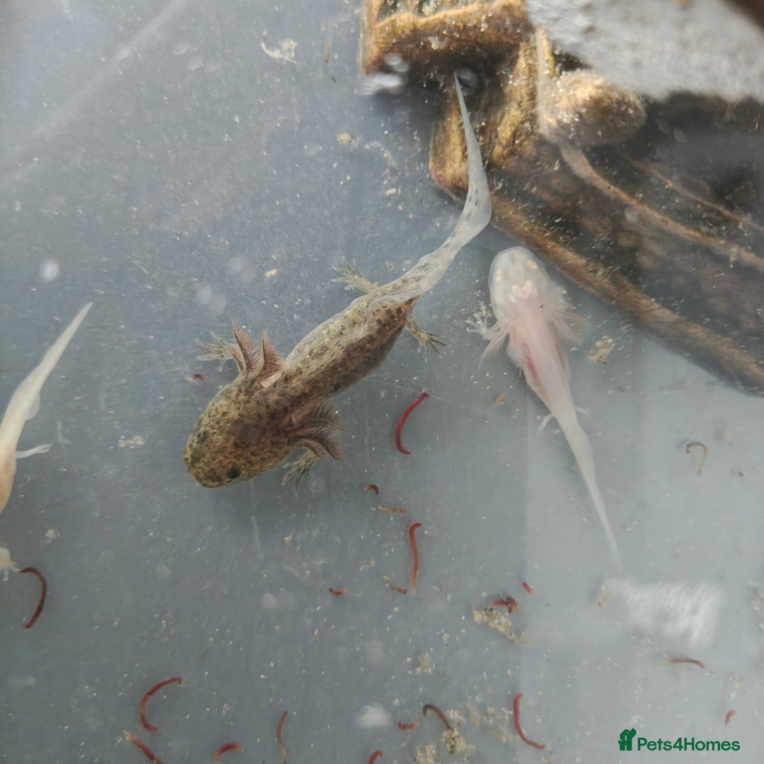 Axolotl reptiles for sale: 3 month old axolotls - Advert 11