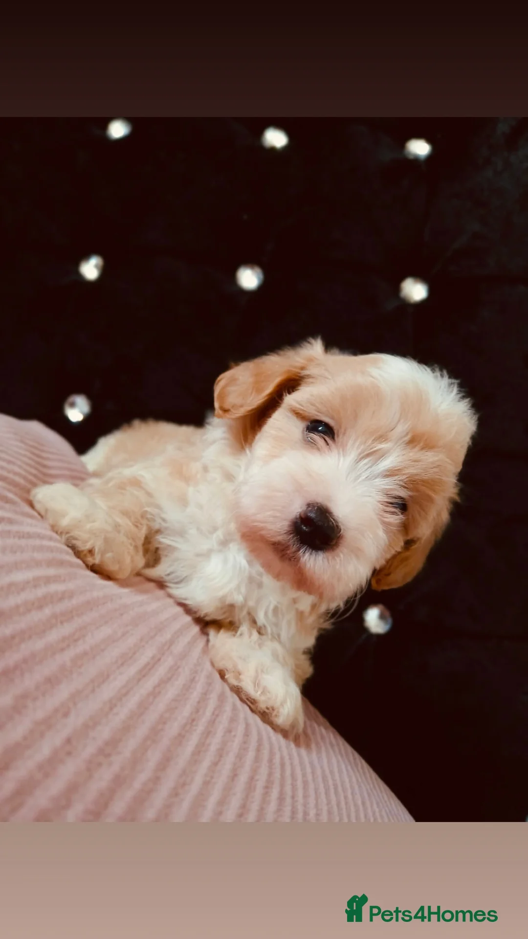 Maltipoo dogs for sale: Beautiful Maltipoo puppies for sale 🐶❤️ - Advert 2