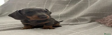 Dachshund 2