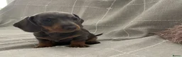 Dachshund dogs for sale: Miniature Dachshund Puppies - Stunning Litter - Advert 25