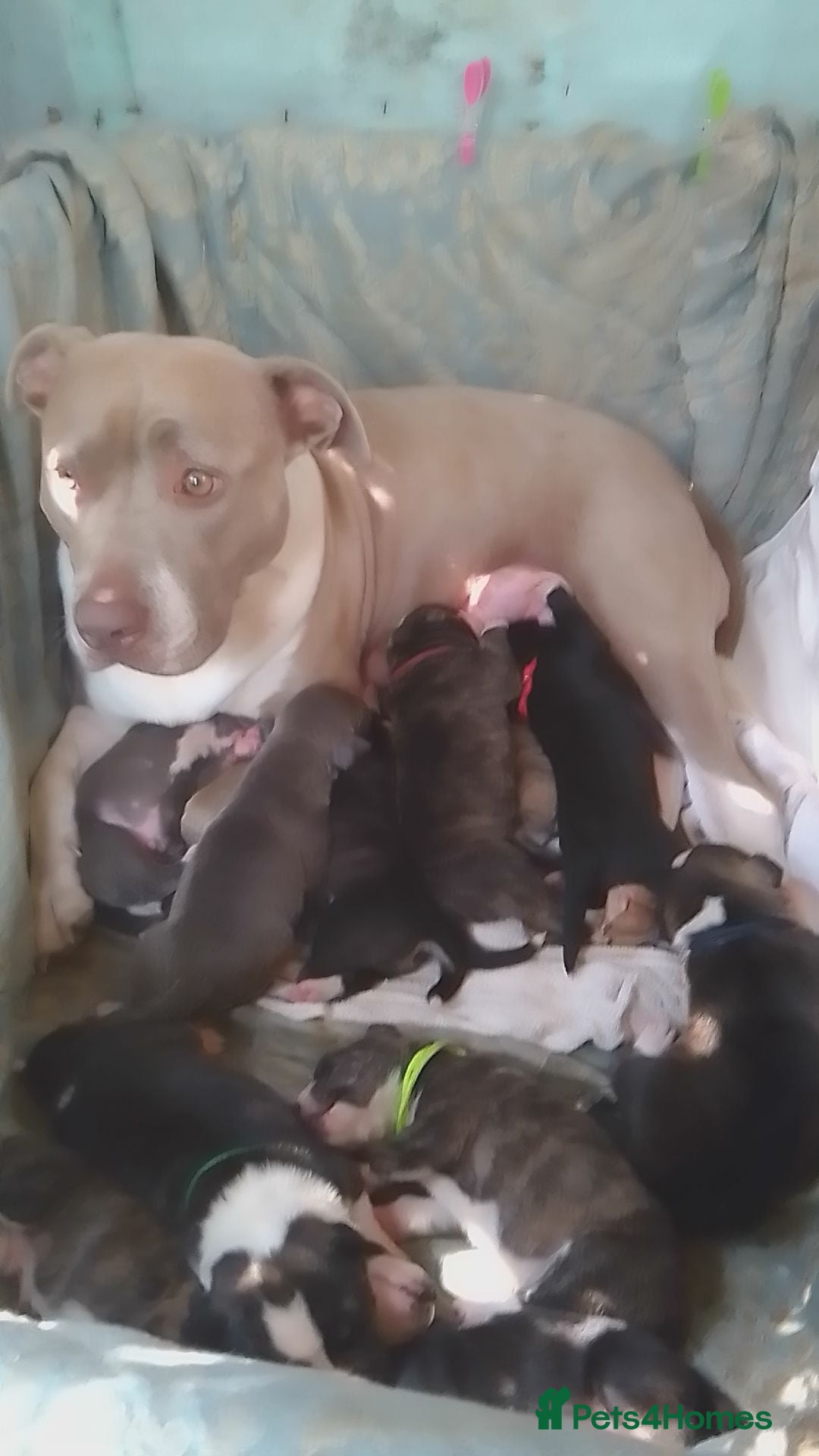 Mixed Breed dogs Staffy cross pups for sale  - Advert 6